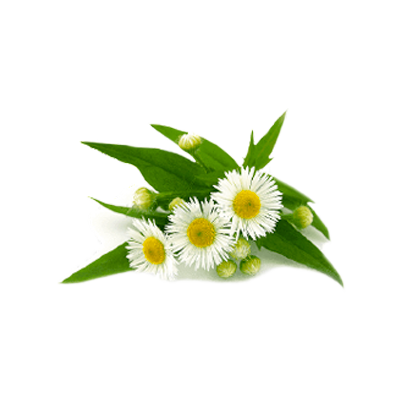 Olive-SPA-aloe-vera-gel-05